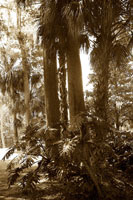 Tropical Garden 2