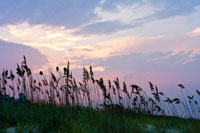 Sea Oats on Lavender 1