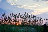 Sea Oats on Lavender 2
