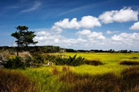 Marshland 1