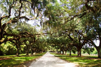 Charleston Oaks 1