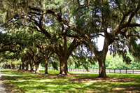 Charleston Oaks 2