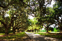 Charleston Oaks 3