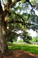 Charleston Oaks 5
