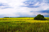 Marshland Storm 2