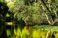Silver River 1