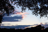 Sunset Through the Trees 2