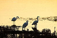 Egrets in the Sunrise 1