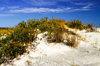 Assateague Beach 1