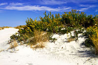 Assateague Beach 2