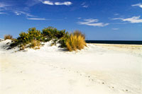 Assateague Beach 3