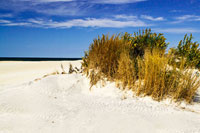 Assateague Beach 4