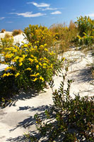 Assateague Beach 5