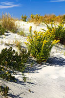 Assateague Beach 6