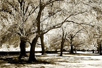 Fantasy Oaks