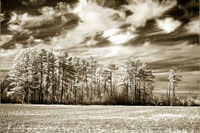 Fallow Field