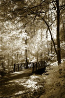 Summer Bridge