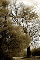 Winter Scene