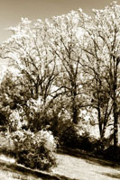 Autumn Meadow 2