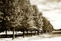 Plantation Road 1