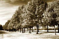 Plantation Road 2
