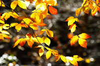 Autumn Leaves 1