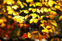 Autumn Leaves 2