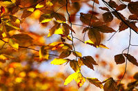 Autumn Leaves 3