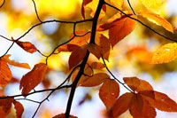 Autumn Leaves 4