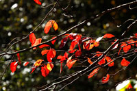 Autumn Leaves 5