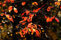 Autumn Leaves 6