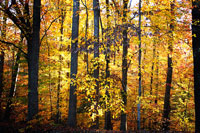Sunset Through the Woods 2
