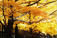 Boughs of Gold 3