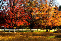 Autumn in the Fields
