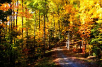 The Road Home