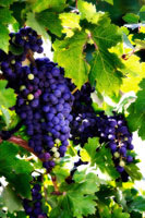 Grapes 1