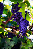 Grapes 2
