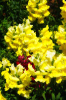 Garden Glory 3