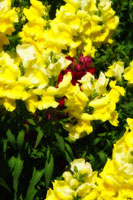 Garden Glory 4
