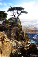 Lone Cypress 1