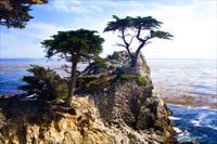 Lone Cypress 2