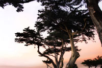 Cypress Silhouette 3