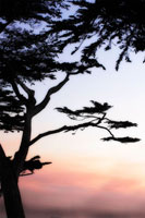 Cypress Silhouette 4