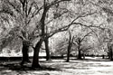 Fantasy Oaks BW