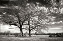 Roseville Oaks BW