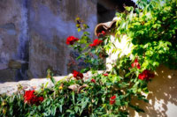 Flowers on a Mission Wall III