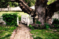 Grandfather Tree I
