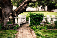 Grandfather Tree II