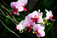 Pink Surprise I