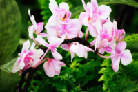 Pink Surprise II